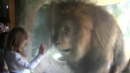 Лъв срещу малко момиченце