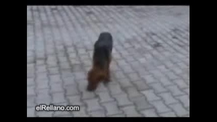 Танцуващо Куче Никаде Няма Такова