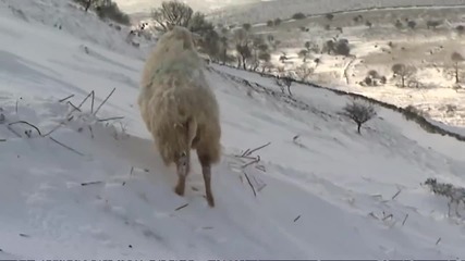 Спасяване на овца от снежна преспа