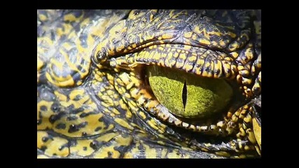 Snimki Na Krokodili Obiici 