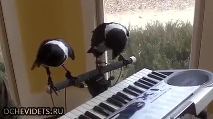 Гарги свирят на пиано