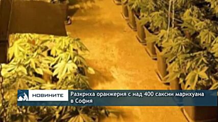 Разкриха оранжерия с над 400 саксии марихуана в София