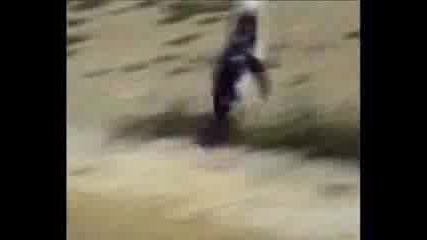 Hardcore Pinguin