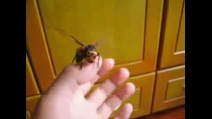 Огромна Пчела