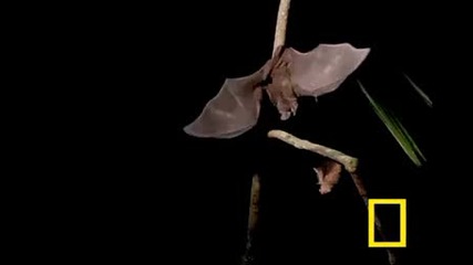 Vampire Bat vs Wrinkle Bat.avi