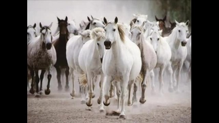 Наско Ментата - Седен Бели Коня