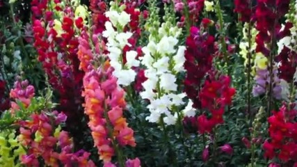 Tchaikovsky - Vals de las flores