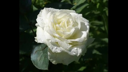 depeche mode - new life (1981)