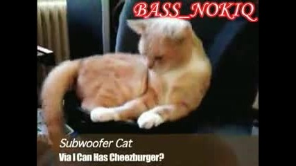 Котка се кефи на Bass 