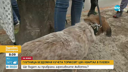 Глутница бездомни кучета тормози цял квартал в Плевен