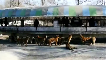 Сибирски тигри се хранят с жив козел