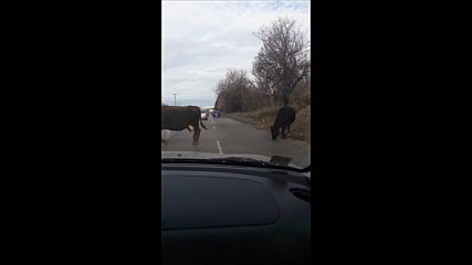 Крави на пътя Перник-София преди Владая