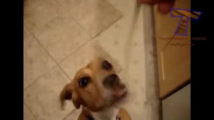 Animals are so funny when they eat - Funny and cute animal compilation