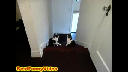 Котешки Бокс 