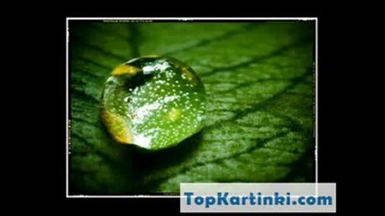 Sweet green pictures