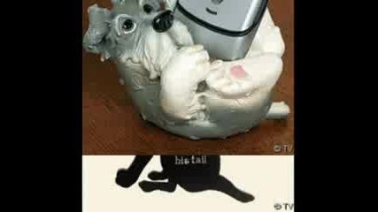 Cats & Dogs