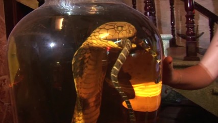 Полезни отровни змии ("Без багаж", Виетнам #2)