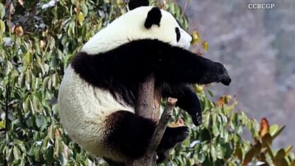 Забавление: Вижте как панда подремва в очарователна поза (ВИДЕО)