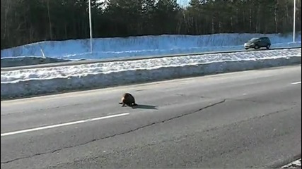 Луд бобър седи насред магистрала 