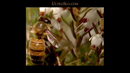 Полет на пчела на забавен кадър 
