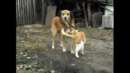 Котка И Куче -приятели