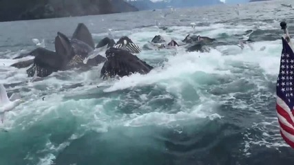 Мъж неочаквано заснема гърбати китове, които се хранят