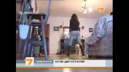 Куче - дегустатор