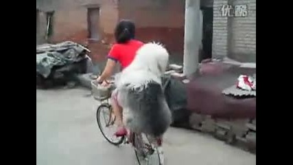 Кученце се вози на велосипед