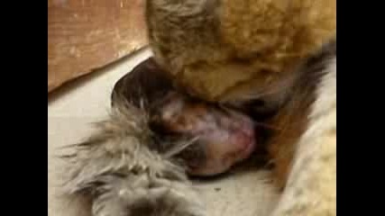 Котка ражда 