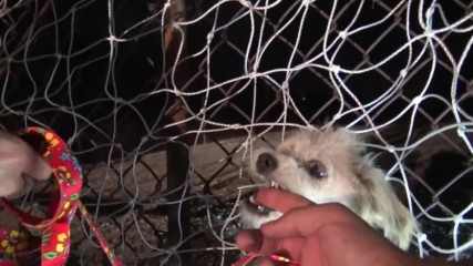 Добри хора спасяват куче изпаднало в беда #2