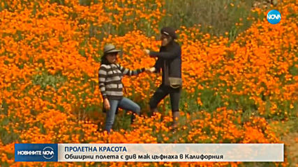 Полета с макове разцъфнаха в Калифорния (ВИДЕО)