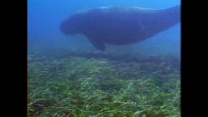 Dugongs - - National Geographic.flv