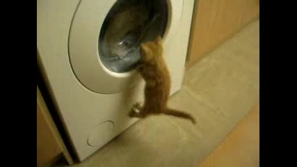 Малко коте и пералня . . .