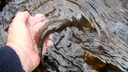 Catch & Release