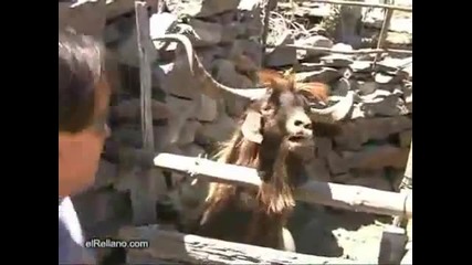 Не дразни животното