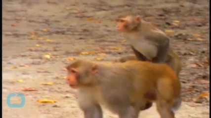 Monkeys Break Free in Great Escape From Research Facility in Puerto Rico