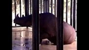 Застрашени носорози