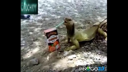Смях Гущер пие сок от сламка 