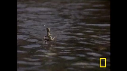 Jesus Christ Lizard