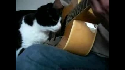 Music cat