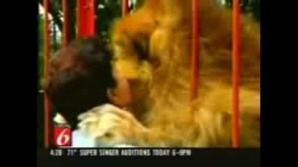 Сладък лъв прегръща и раздава целувки :* 