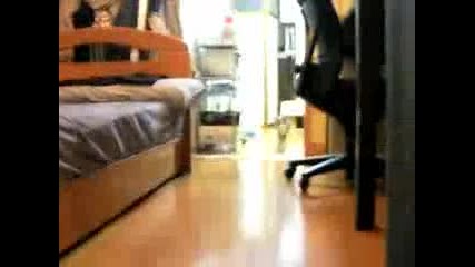 Stalking Cat