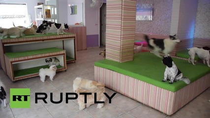 Brazil: It's a dog's life at canine kindergarten in Sao Paulo