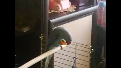 папагала Джоко яде портокал 