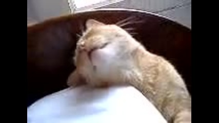 котка в кома