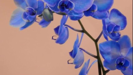 Синя орхидея... ...ясна като небесата... ...