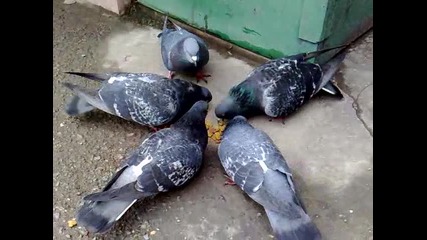 Galabi