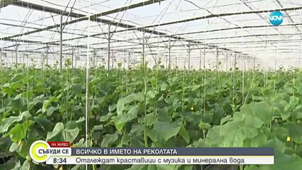 В Хасковско отглеждат краставици с музика и минерална вода