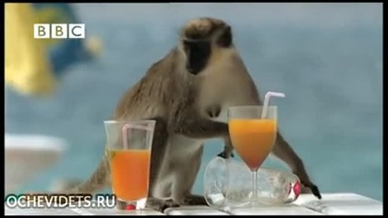 Маймуни Алкохолици