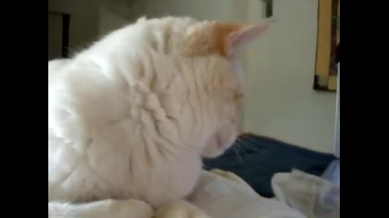 Сладко коте хълца 